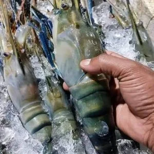 ৬ কেজি চিংড়ি ৩৬ পিস