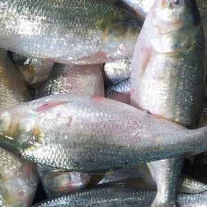 ৫ পিস মাছে ১০ কেজি ৪০০০ টাকা। ১ কেজি ডিম ফ্রি