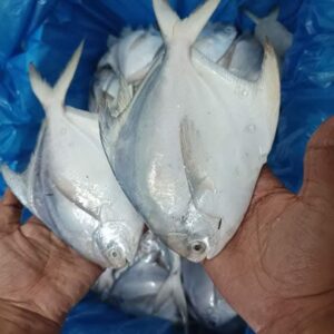 ২০ পিস রূপচাঁদা মাছ ৫ কেজি